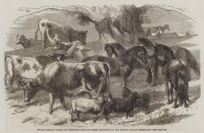 Ponis africanos enanos y vacas y ovejas bretonas exhibidas en el Crystal Palace, Sydenham de Harrison William Weir